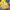 10628-fastelavnsboller-med-citronglasur.jpg