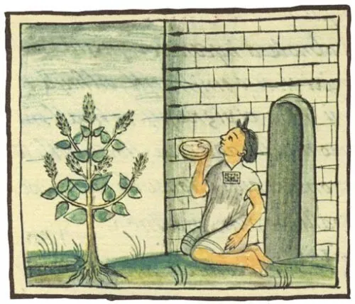 Chia frø Aztec mirakel