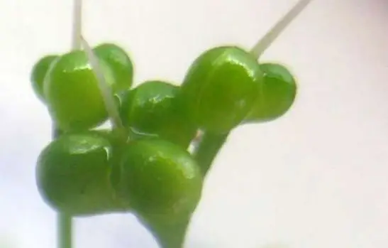 Syltet ramsløgsknopper  (nordiske kapers)