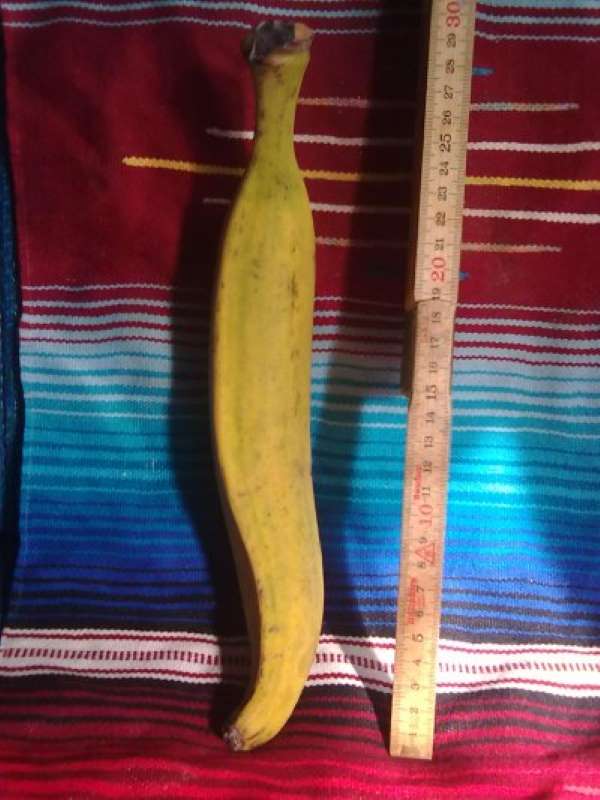 31 cm. plátano macho