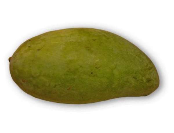 Den unge mango er grøn og hård. (Foto: Thomas Retsloff)