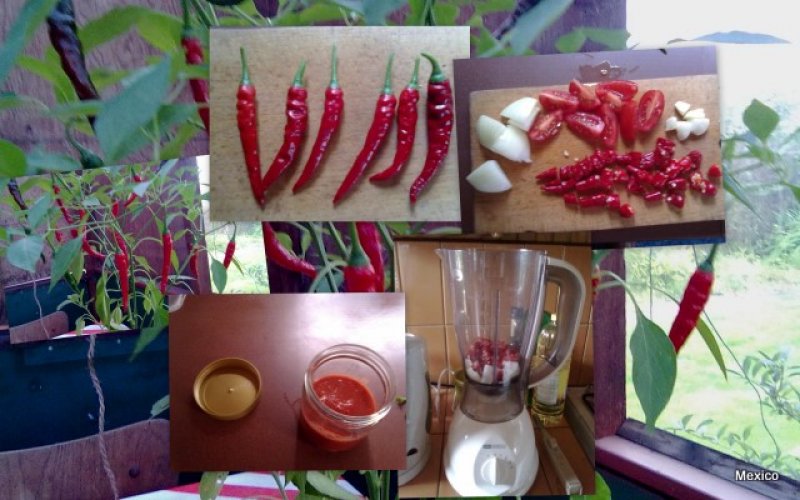 Cayenne salsa - stort